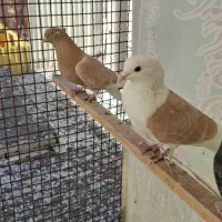 تعداد 50 عدد کفتر فقط یکجا