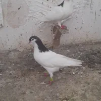 کبوتر یا کفتر فروش و معاوضه