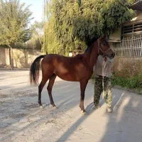 کره مادیان عرب یکسر زیبایی