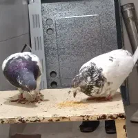 نر و ماده کله دم سبز درجه یک به شرط تخم و جوجه|پرنده|اصفهان, شاهد|دیوار