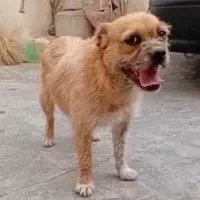 توله پیتبول