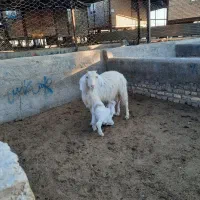 بز با بزغاله