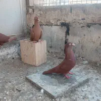 نسل اصل وکمیاب