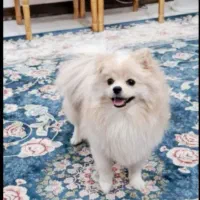 پامرین خرسی عروسکی ماده با شناسنامه بسیار زیبا