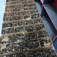 جوجه یک روزه محلی ورنگی|حیوانات مزرعه|قم, علی آباد سعدگان|دیوار