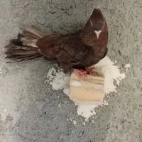 کفتر