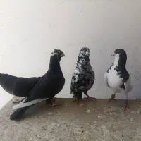 کبوتر|پرنده|شیراز, شهرک سراج‎|دیوار