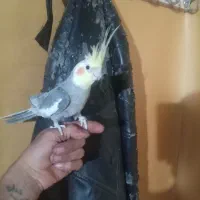 عروس هلندی نر خوب سخنگو