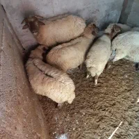 دوعددگوسفند شکم دار بره نر ام دارم|حیوانات مزرعه|تالش, هشتپر|دیوار