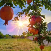 خدمات ماساژ و طب سنتی