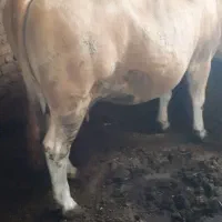 گاو|حیوانات مزرعه|سیلوانه, |دیوار