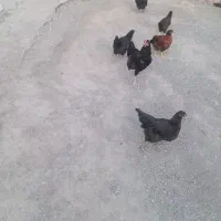 مرغ و خروس محلی
