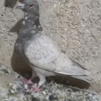 ستا کفتر خوب وسرحال.|پرنده|شیراز, کرونی(خاتونک)|دیوار