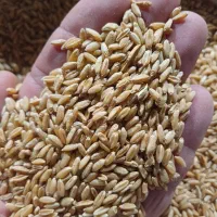 گندم دیمی|گل و گیاه طبیعی|روانسر, |دیوار