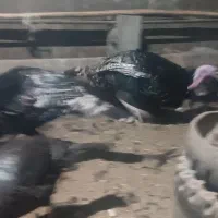 بوقلمون|حیوانات مزرعه|مشگین شهر, |دیوار