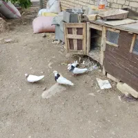 پنج عدد طوق تمیز|پرنده|سی‌سخت, |دیوار