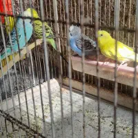 پرنده مرغ عشق|پرنده|جهرم, |دیوار