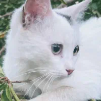 واگذاری گربه رایگان