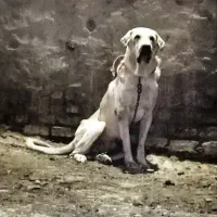 سگ پژدر و سرابی|سگ|گلپایگان, |دیوار