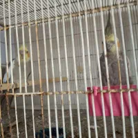 عروس هلندی|پرنده|بومهن, |دیوار