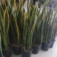 گل های آپارتمانی سانسوریا حراج|گل و گیاه طبیعی|اصفهان, پوریای ولی|دیوار