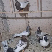 کفتر رنگه