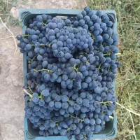 انگور سیاه سردشت