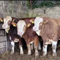 سیمینتال نر|حیوانات مزرعه|قم, مهدی آباد|دیوار