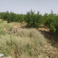 3هکتار ملک کشاورزی صنعتی با آب و برق وگاز|فروش دفتر صنعتی، کشاورزی، تجاری|ساوه, |دیوار