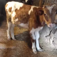 گوساله نر سیمنتال و هلشتاین