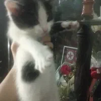 واگذاری گربه 2ماه