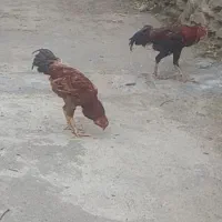 خروس لاری