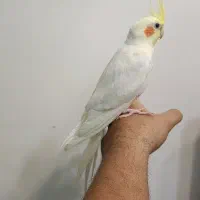 عروس هلندی لوتینو‌ نر