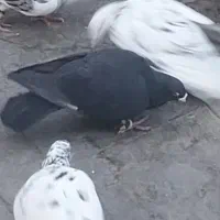 کفتر زاغ گم شده