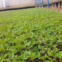 نشا گوجه فرنگی 8320 آماده کشت