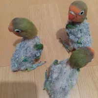 جوجه کوتوله