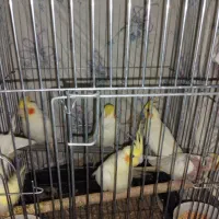 عروس هلندی مولد|پرنده|مهران (ایلام), |دیوار