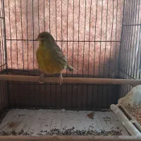 ۲ تا قناری نر بخون و سررحال|پرنده|ساری, |دیوار