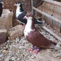 مجسمه پرنده