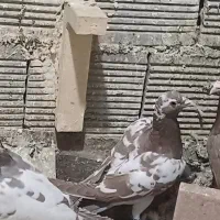 دوکت پلاکی کاکولی ، میولمنز، خوشرنگ ، سرور ، شامی