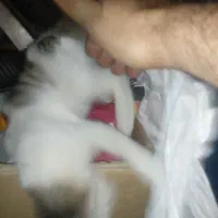 بچه گربه دو ماهه
