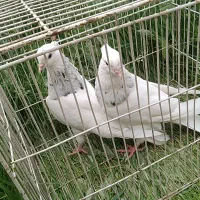 طوقی آبی آسمانی خال سیاه امیدیه