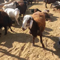 بره قوچ افشار سر سفید