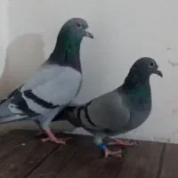 دوجفت نرو ماده کبوتر