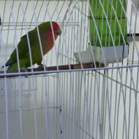 طوطی برزیلی نر و ماده پیروزی بلوار ابوذر|پرنده|تهران, ائمه اطهار|دیوار