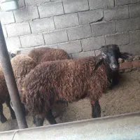 بره نر فروشی