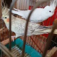 عروس هلندی مولد