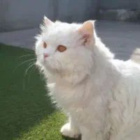 گربه پرشین|گربه|مشهد, عنصری|دیوار