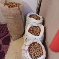 گردوی مرغوب تازه باغ خودمون