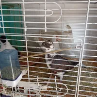 کبوتر رنگه جفگاه|پرنده|مشهد, امیریه|دیوار